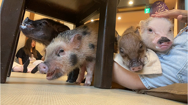 【重大宣佈!!】最初公開❤Youtube頻道《仙婆婆的腳毛遊