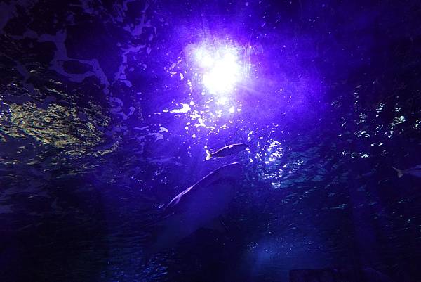 【仙蹤】澳洲．悉尼❤近距離看鯊魚～進入6,000隻海洋生物的