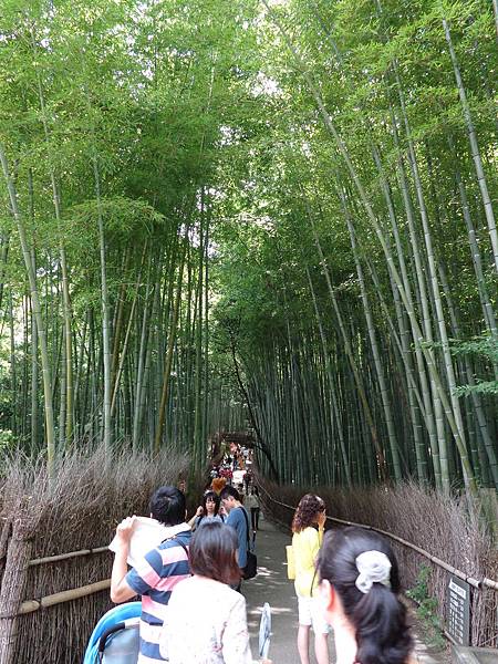 這裡才是真的竹林步道~~