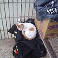 躲雨的貓在某人書包上睡覺.jpg