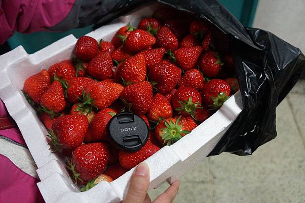 韓國草莓03.jpg