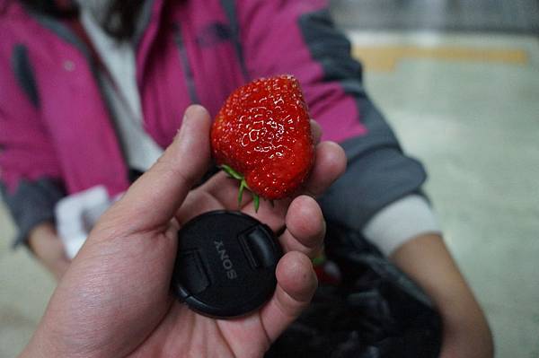 韓國草莓04.jpg