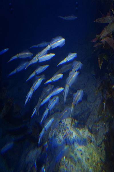 aquarium24.JPG