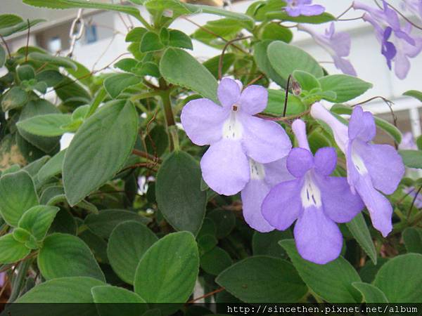 紫色蜂鳥-香草菲菲