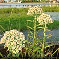 翼莖闊苞菊-員山蓁巷