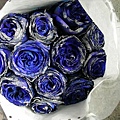 香繽藍的玫瑰
