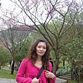 2008年的陽明山花季