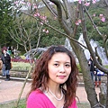 2008年的陽明山花季