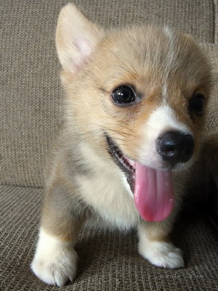 Corgi Puppy