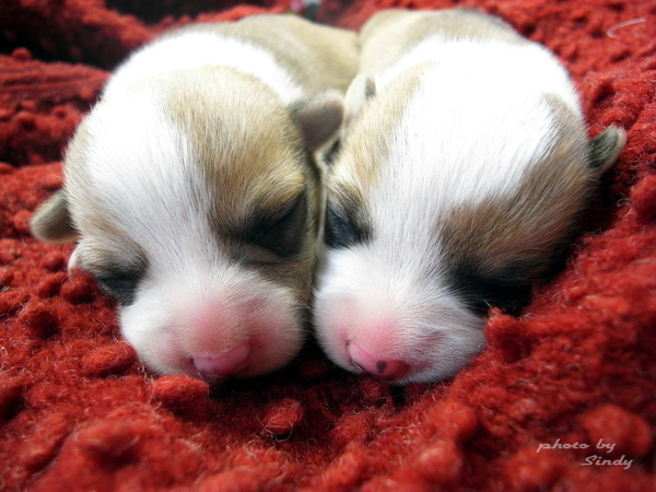 Corgi Puppy