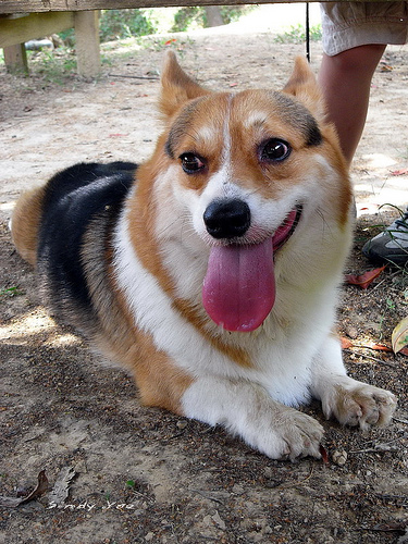 Corgi