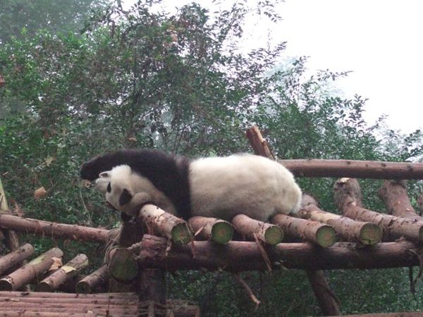熊貓睡醒伸懶腰.JPG