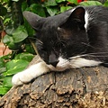 ZZZ.JPG