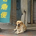 仁品的肥拉拉~七很多花枝丸吼.JPG
