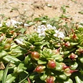沙灘植物.JPG