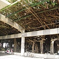 通梁古榕.JPG