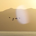 日出鳥.JPG