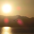 日出鳥2.JPG