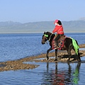 馬1.JPG