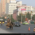 城巿驢車.JPG