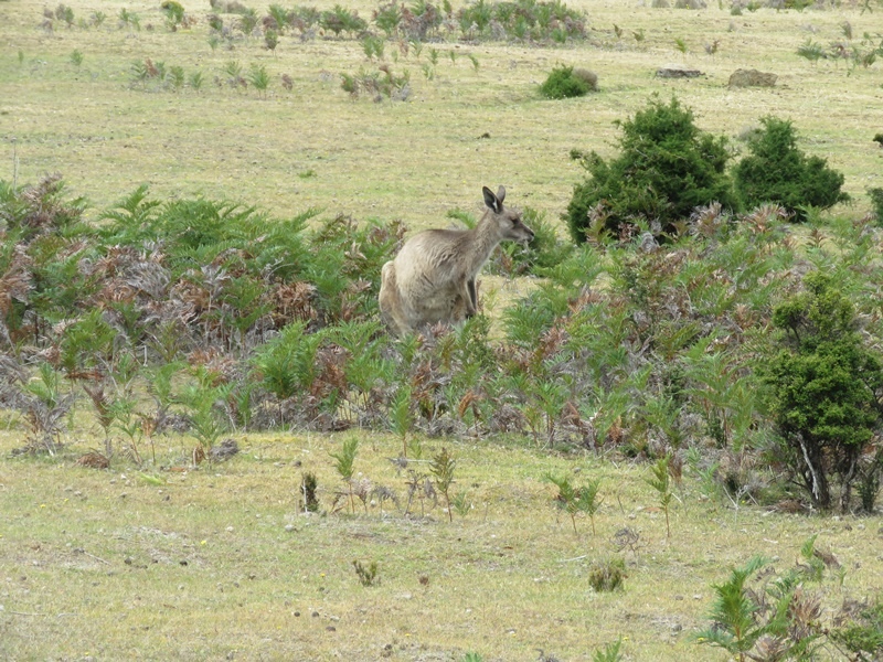 9-16.JPG - 塔斯馬尼亞10