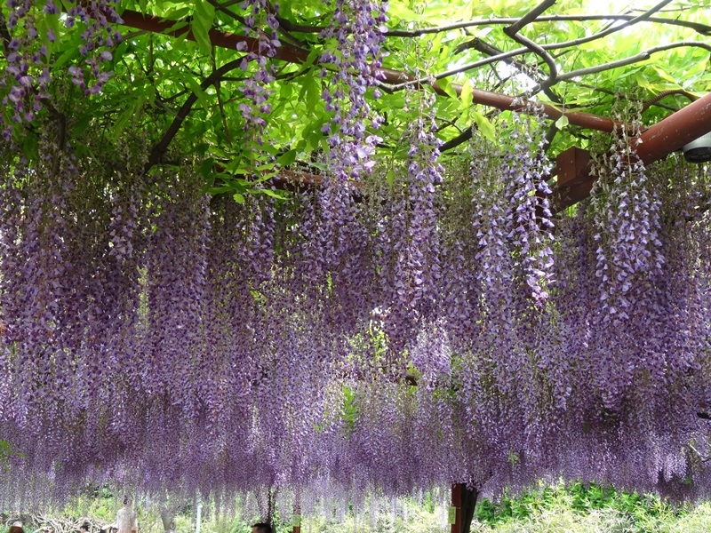 32.JPG - 上海嘉定紫藤園→蘇州獅子林→夜遊無錫清明橋水弄堂 