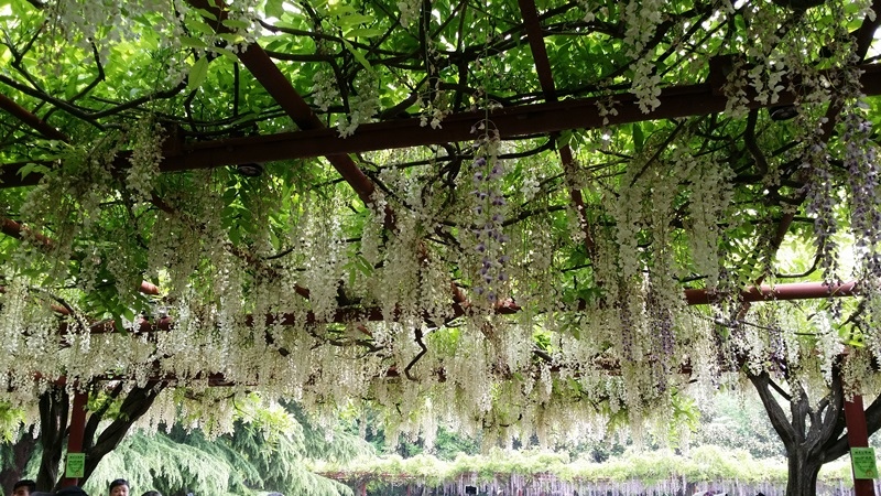 47.jpg - 上海嘉定紫藤園→蘇州獅子林→夜遊無錫清明橋水弄堂 