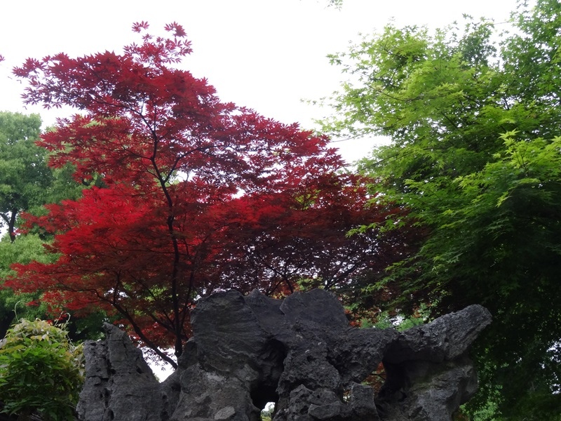 a3-15.JPG - 上海嘉定紫藤園→蘇州獅子林→夜遊無錫清明橋水弄堂 