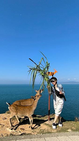 馬祖馬拉松跑玩趣(四)大坵島餵鹿趣