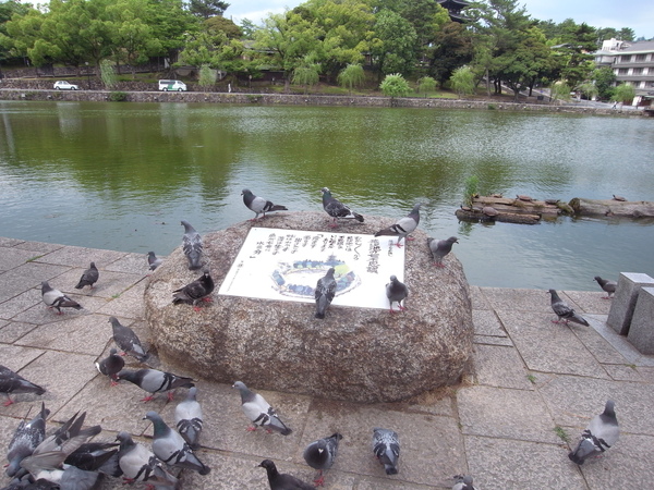 奈良池