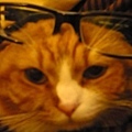 眼鏡貓