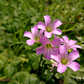 糖果手機 SUGAR S11 開箱-拍照 (俏媽咪玩3C) (9).png