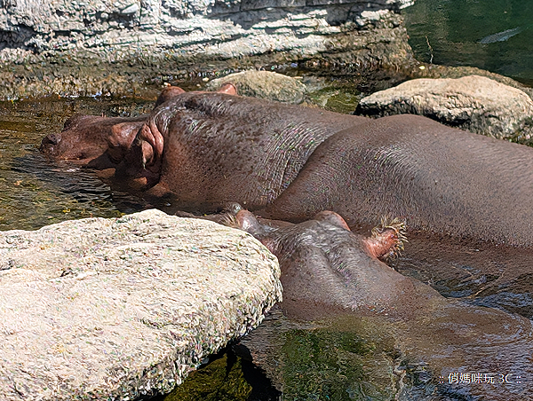 Google Pixel 9 智慧型手機開箱實測功能介紹分享評測心得-相機拍照效果 (俏媽咪玩 3C) (142).png