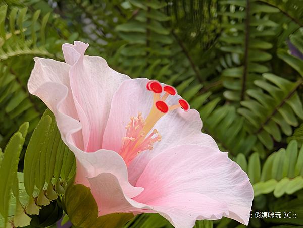 Google Pixel 10 Pro 智慧型手機開箱-相機拍照分享心得 (俏媽咪玩3C) (27).png