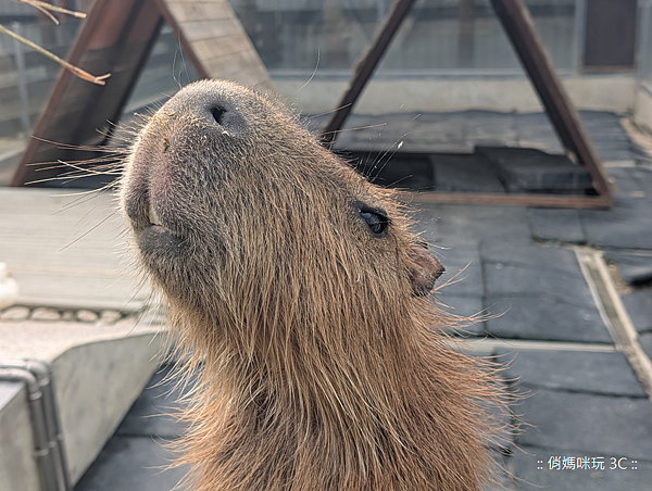 Google Pixel 10 Pro 智慧型手機開箱-相機拍照分享心得 (俏媽咪玩3C) (42).png