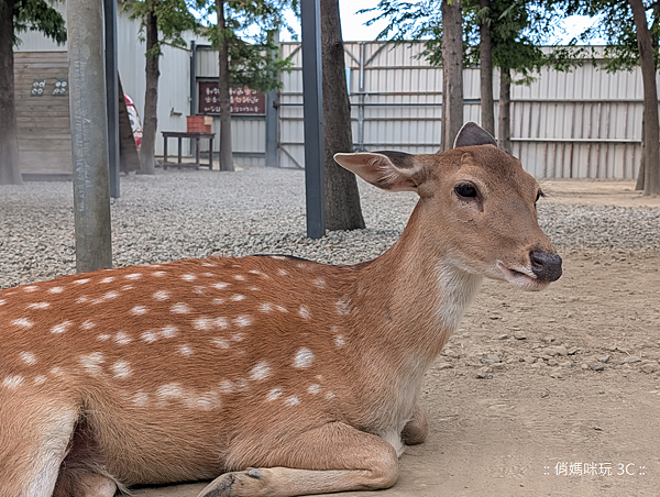 Google Pixel 10 Pro 智慧型手機開箱-相機拍照分享心得 (俏媽咪玩3C) (46).png