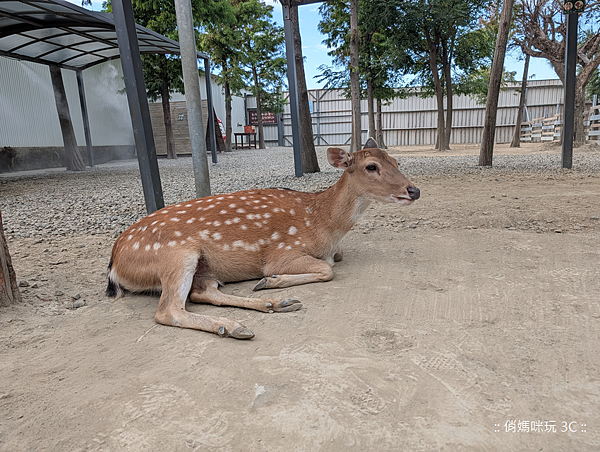 Google Pixel 10 Pro 智慧型手機開箱-相機拍照分享心得 (俏媽咪玩3C) (45).png