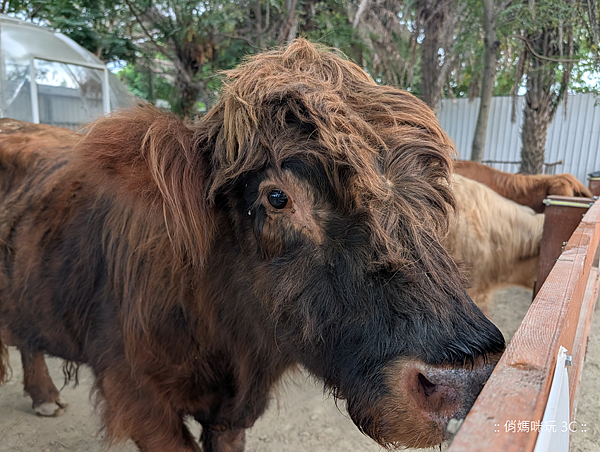Google Pixel 10 Pro 智慧型手機開箱-相機拍照分享心得 (俏媽咪玩3C) (50).png