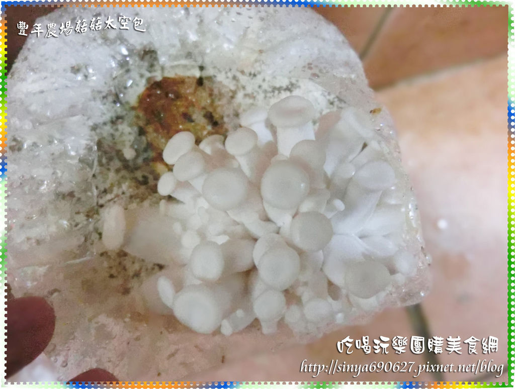 白雪菇第6天.JPG