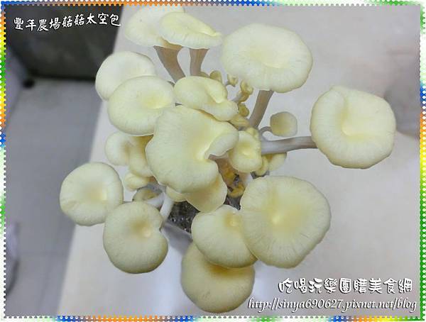 珊瑚菇第8天.JPG