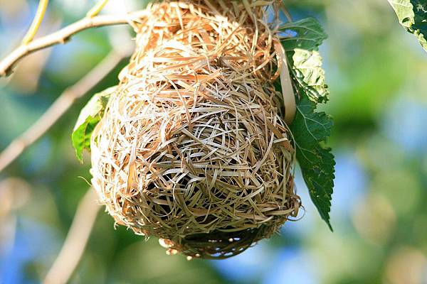 birds-nest-1776717_960_720.jpg birds-nest-1776717_960_720.jpg