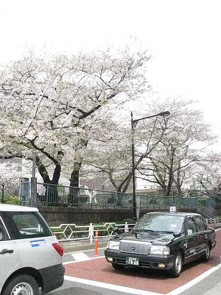 一路上都是櫻花