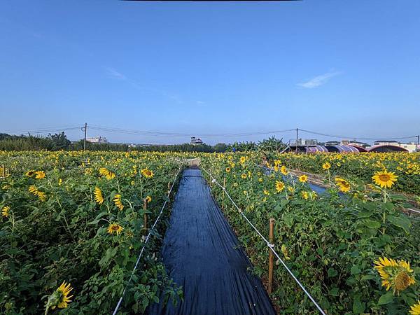 桃園花彩節平鎮場15.jpg