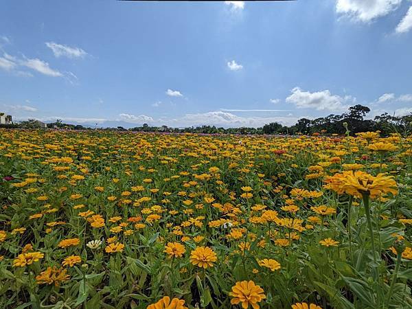 桃園花彩節平鎮場31.jpg