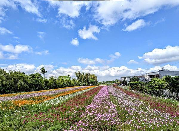 桃園花彩節平鎮場25.jpg