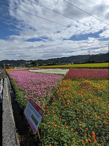 2021桃園花彩節-大溪展區10.jpg