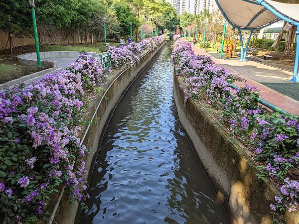 平鎮蒜香藤步道4.jpg