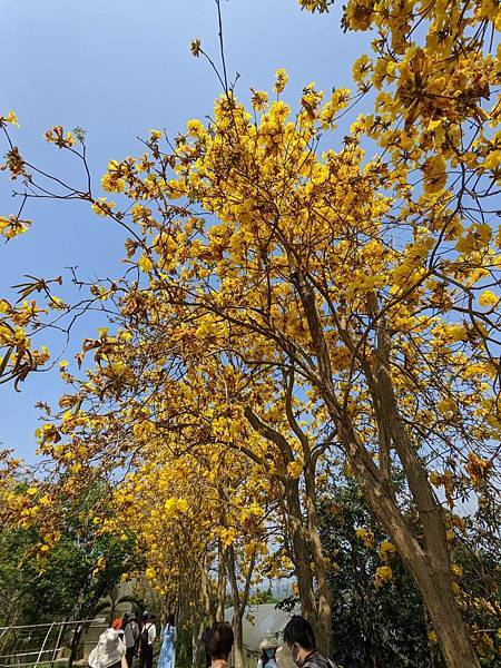 巨埔休閒農場黃花風鈴木-10.jpg