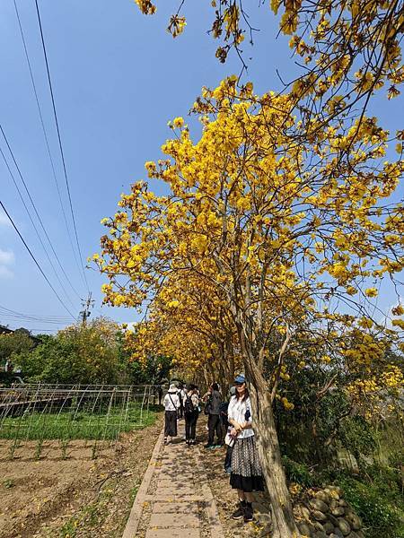 巨埔休閒農場黃花風鈴木-09.jpg