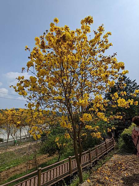 巨埔休閒農場黃花風鈴木-19.jpg